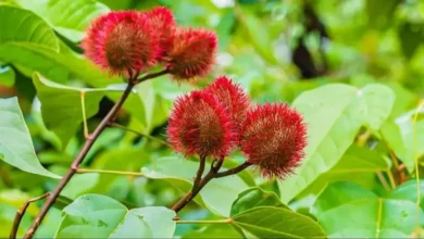 Photo of क्या आपने देखा है सिंदूर का पौधा? घर पर लगाएं और केमिकल से छुटकारा पाएं