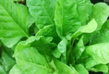 Photo of Agriculture : छत्तीसगढ़ के युवा किसान कमा रहे तगड़ा मुनाफा, कम समय में खोजा कमाई का रास्ता