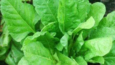 Photo of Agriculture : छत्तीसगढ़ के युवा किसान कमा रहे तगड़ा मुनाफा, कम समय में खोजा कमाई का रास्ता