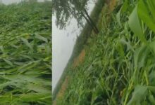 Photo of गौड़ाबौराम में आंधी-तूफान से मकई और गेहूं की फसलें बर्बाद, किसानों पर आर्थिक संकट