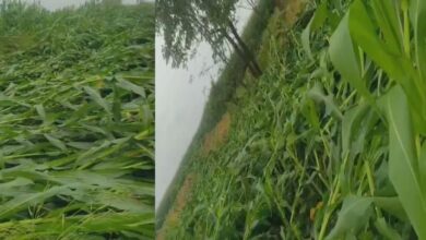 Photo of गौड़ाबौराम में आंधी-तूफान से मकई और गेहूं की फसलें बर्बाद, किसानों पर आर्थिक संकट
