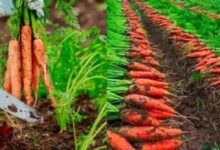 Photo of कम लागत में ज्यादा मुनाफा, गाजर की खेती बन रही किसानों की पहली पसंद