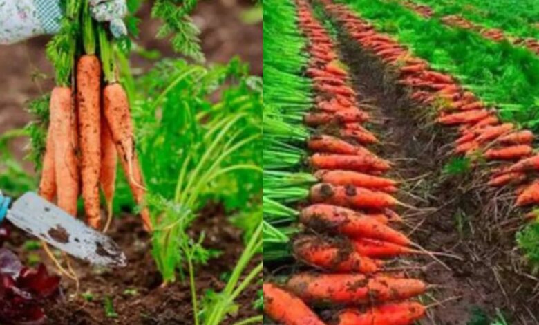 Carrot Farming