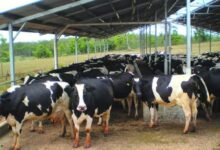 Photo of गर्मी में पशुओं की देखभाल से बचाएं डेयरी का नुकसान, जानें आसान टिप्स