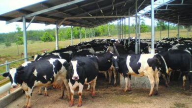 Photo of गर्मी में पशुओं की देखभाल से बचाएं डेयरी का नुकसान, जानें आसान टिप्स