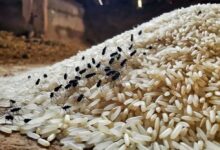 Photo of Desi Nuskhe : अनाज में घुन और कीड़ों से छुटकारा पाने के आसान घरेलू नुस्खे