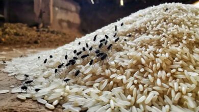 Photo of Desi Nuskhe : अनाज में घुन और कीड़ों से छुटकारा पाने के आसान घरेलू नुस्खे