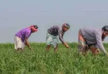 Photo of 6 अप्रैल तक किसान अलर्ट: जानें अगले 4 दिन के मौसम से बचने के आसान और जरूरी उपाय