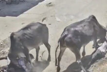 Photo of वेरावल में आवारा सांड ने स्कूटी सवार पर किया हमला, युवक गंभीर रूप से घायल