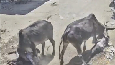 Photo of वेरावल में आवारा सांड ने स्कूटी सवार पर किया हमला, युवक गंभीर रूप से घायल