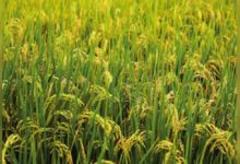 Photo of खरीफ चावल उत्पादन में रिकॉर्ड बढ़ोतरी की उम्मीद, भारी बारिश के बावजूद बेहतर फसल का अनुमान