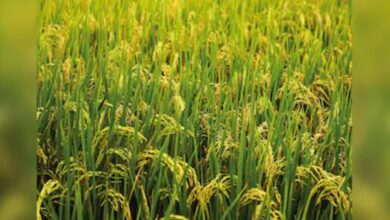 Photo of खरीफ चावल उत्पादन में रिकॉर्ड बढ़ोतरी की उम्मीद, भारी बारिश के बावजूद बेहतर फसल का अनुमान