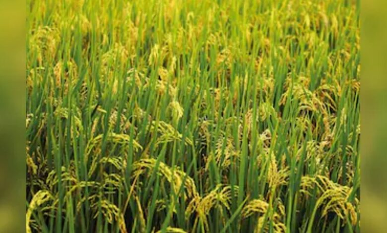 Kharif Rice Production
