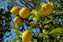 Photo of घर के किचन गार्डन में ऐसे उगाएं नींबू, गर्मियों में मिलेगा ताजा फल, शिकंजी का मजा होगा दोगुना