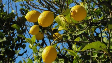Photo of घर के किचन गार्डन में ऐसे उगाएं नींबू, गर्मियों में मिलेगा ताजा फल, शिकंजी का मजा होगा दोगुना
