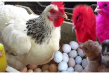 Photo of पहले अंडा आया या मुर्गी? वैज्ञानिकों को मिला सही जवाब, आप भी जानें