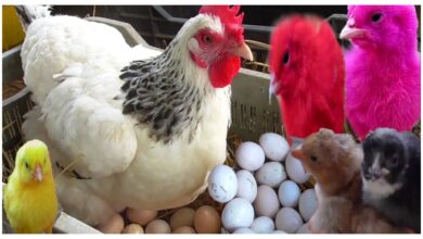Photo of पहले अंडा आया या मुर्गी? वैज्ञानिकों को मिला सही जवाब, आप भी जानें
