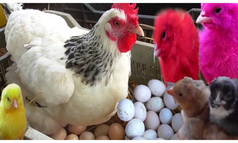 Chicken Or Egg Answer :