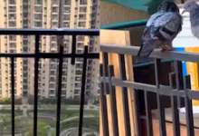 Photo of बालकनी और खिड़की पर कबूतरों का कब्जा? अपनाएं ये 9 आसान और असरदार तरीके