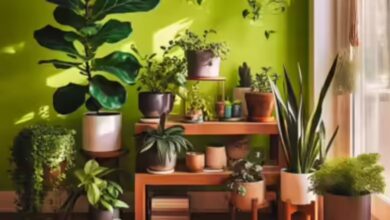 Photo of Plant Care Tips : घर लाते ही मुरझा जाते हैं पौधे, एक्सपर्ट ने बताए बचाने के तरीके
