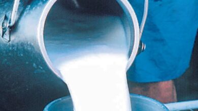 Photo of मिल्कफेड पंजाब द्वारा दूध की खरीद कीमत में वृद्धि, डिटेल में पढ़ें