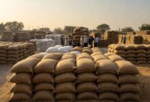 Photo of पंजाब में गेहूं खरीद ने पकड़ी रफ्तार, पटियाला-बठिंडा और फिरोजपुर टॉप जिलों में शामिल