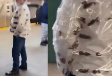 Photo of मेट्रो में पारदर्शी जैकेट पहनकर पहुंचा शख्स, अंदर घूमते दिखे कॉकरोच, वीडियो हुआ वायरल