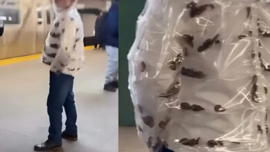 Photo of मेट्रो में पारदर्शी जैकेट पहनकर पहुंचा शख्स, अंदर घूमते दिखे कॉकरोच, वीडियो हुआ वायरल