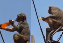 Photo of वृंदावन में बंदर का मजेदार वीडियो, कोल्ड ड्रिंक लेकर पोल पर चढ़ा, वीडियो वायरल