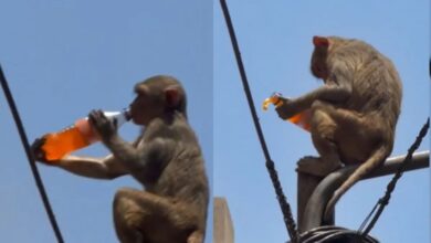 Photo of वृंदावन में बंदर का मजेदार वीडियो, कोल्ड ड्रिंक लेकर पोल पर चढ़ा, वीडियो वायरल