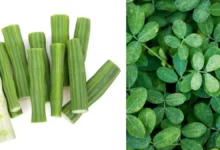 Photo of गर्मियों में सेहत के लिए वरदान है मोरिंगा, जानें इसके चमत्कारी फायदे