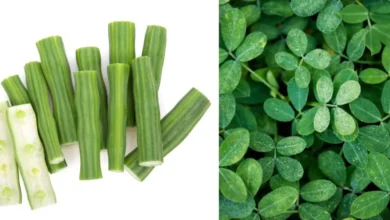 Photo of गर्मियों में सेहत के लिए वरदान है मोरिंगा, जानें इसके चमत्कारी फायदे