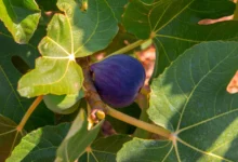 Photo of रेतीली मिट्टी में भी करें मुनाफे वाली खेती, लगाएं ये फलदार पेड़