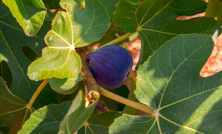 Black Mission Fig