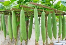 Photo of कम लागत ज्यादा मुनाफा, गर्मियों में तोरई की खेती से किसानों को लाभ