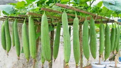 Photo of कम लागत ज्यादा मुनाफा, गर्मियों में तोरई की खेती से किसानों को लाभ