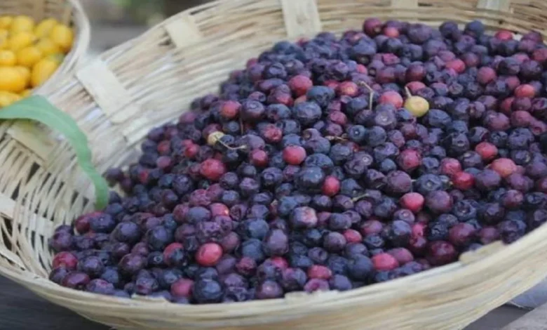 Organic Falsa Farming :