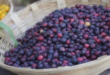 Photo of फालसे की ऑर्गेनिक खेती से बढ़ी किसानों की आय, छोटे सीजन में लाखों की कमाई- जानें पूरी प्रक्रिया