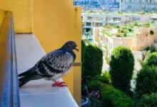 Photo of बालकनी और खिड़की पर कबूतरों का कब्जा? अपनाएं ये 9 आसान और असरदार तरीके