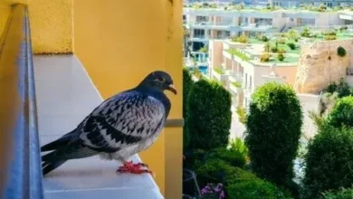 Photo of बालकनी और खिड़की पर कबूतरों का कब्जा? अपनाएं ये 9 आसान और असरदार तरीके