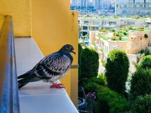 Pigeons Control Tips :
