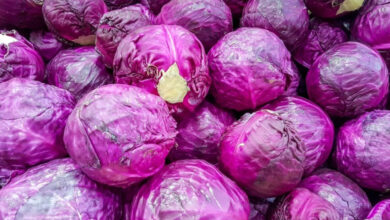 Photo of किचन गार्डन में पर्पल पत्तागोभी उगाने का आसान तरीका, घर बैठे मिलेगा जबरदस्त फायदा