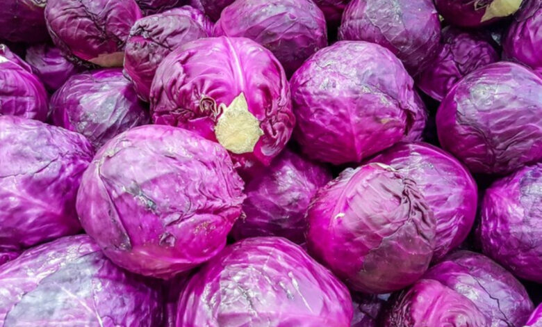 Purple Cabbage Farming :