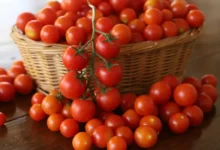 Photo of भारत और अमेरिका में टमाटर की कीमतों का बड़ा अंतर, जानें ताजा रेट