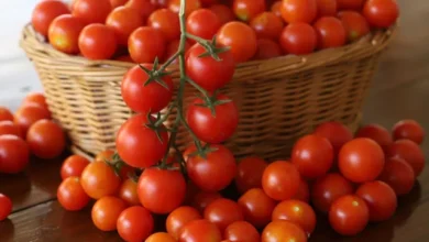 Photo of भारत और अमेरिका में टमाटर की कीमतों का बड़ा अंतर, जानें ताजा रेट