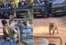 Photo of रणथंभौर में बाघ जीपों से घिरा, पर्यटकों की भीड़ ने बढ़ाया खतरा