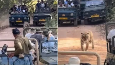 Photo of रणथंभौर में बाघ जीपों से घिरा, पर्यटकों की भीड़ ने बढ़ाया खतरा
