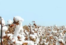 Photo of Cotton Crisis : कपास संकट गहराया, क्यों घाटे का सौदा बनती जा रही है देश की ‘सफेद सोना’ फसल?
