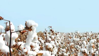 Photo of Cotton Crisis : कपास संकट गहराया, क्यों घाटे का सौदा बनती जा रही है देश की ‘सफेद सोना’ फसल?