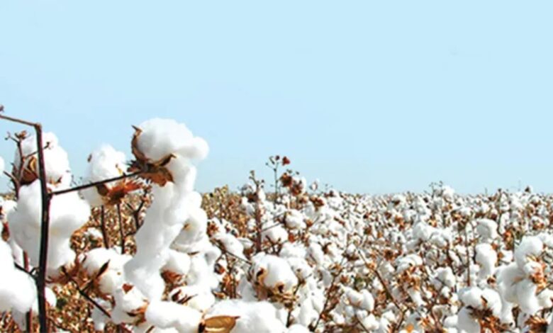 Cotton Crisis